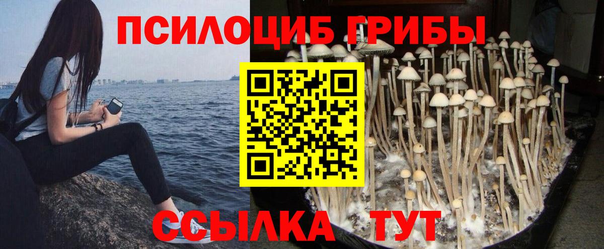 купить закладку  Вход с VPN  Находка  Псилоцибиновые грибы MAGIC MUSHROOMS 